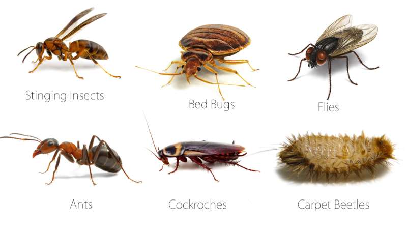 Canine Bed Bug Inspections